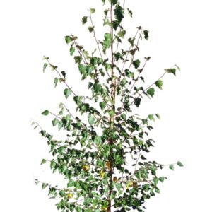 Betula Verrucosa Cont 15 L 200/250