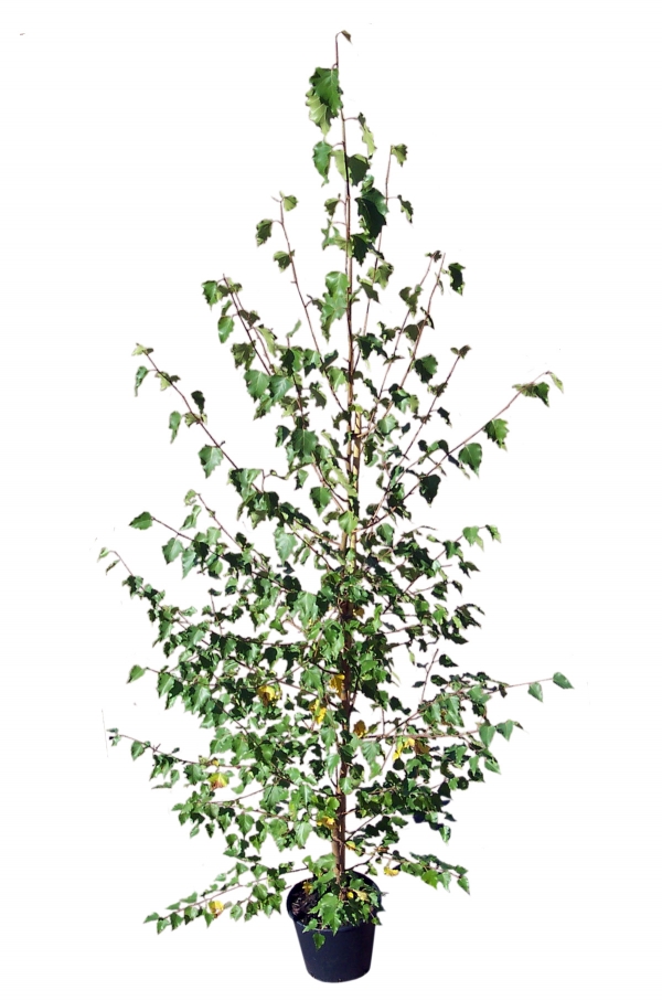 Betula Verrucosa Cont 15 L 200/250