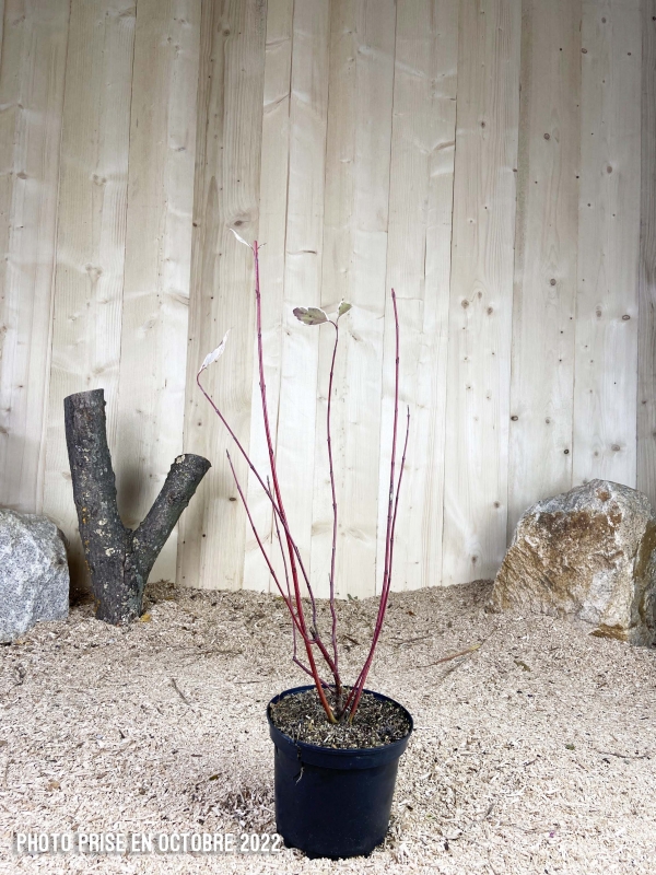 Cornus Alba Gouchaultii Cont 3 L 40/60