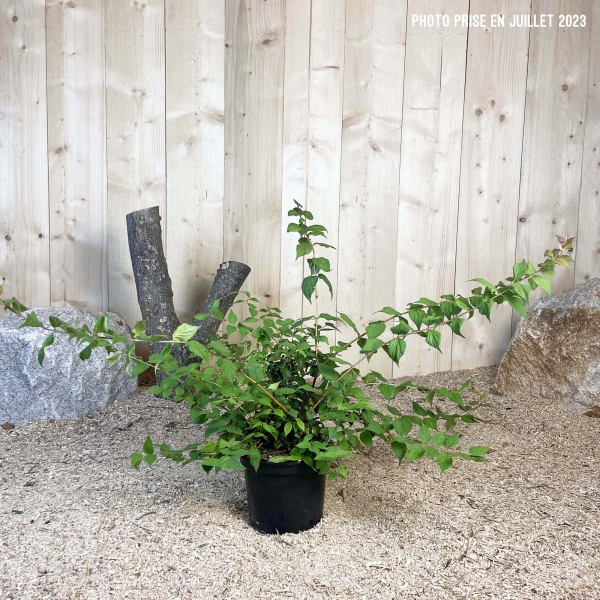 Kolkwitzia Amabilis Cont 3 L 40/60