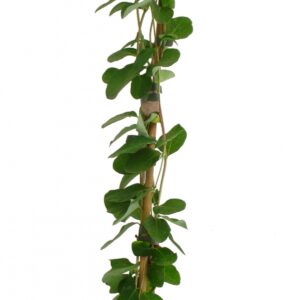 Lonicera Brownii Dropmore Scarlet Cont 3 L 90/120