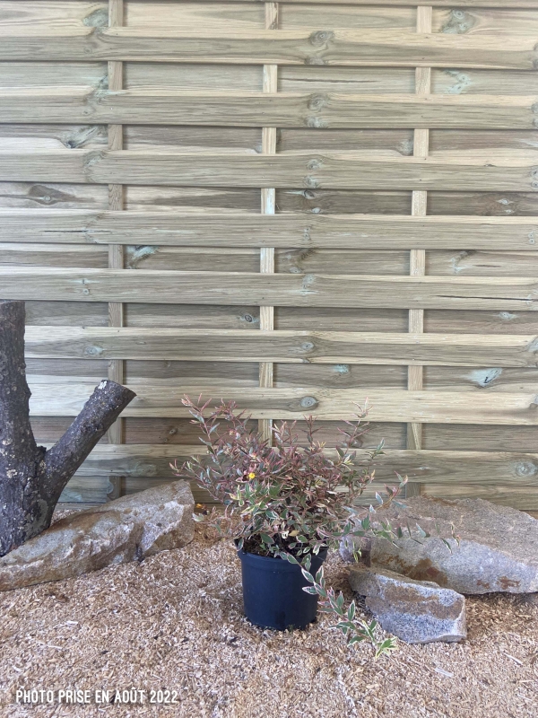 Hypericum Moserianum Tricolor Cont 3 L 30/40
