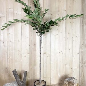 Acer Platanoides Cont 15 L 200/250