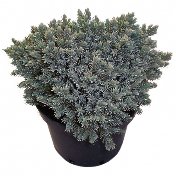 Juniperus Squamata Blue Star Cont 3 L 30/40