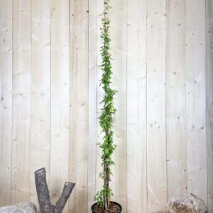 Lonicera Japonica Halliana Cont 12 L 175/200