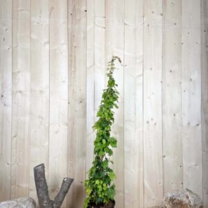 Parthenocissus Veitchii Robusta Cont 12 L 150/175