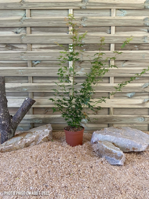 Acer Palmatum Beni Maiko Cont 3 L 60/80