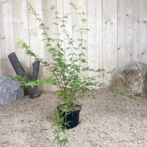 Acer Palmatum Phoenix Cont 3 L 40/60