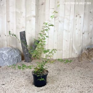 Acer Palmatum Sango Kaku Cont 3 L 40/60
