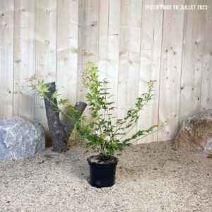 Acer Palmatum Little Princess Cont 3 L 40/60
