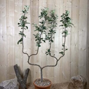 Photinia X Fraseri Red Robin Cont 15 L 1/2 Tige