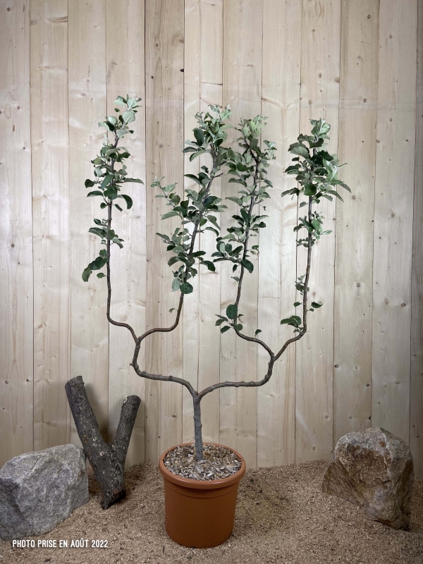 Photinia X Fraseri Red Robin Cont 15 L 1/2 Tige