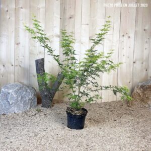 Acer Palmatum Seiryu Cont 3 L 40/60
