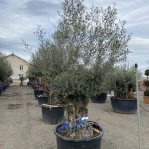 Olea Europaea Bonsaï N°48 Cont 290 L 180/200 - Tronc 100/125
