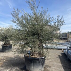 Olea Europaea Bonsaï N°72 Cont 230 L 180/200 - Tronc 150/175