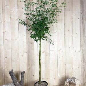 Laburnum Anagyroides Cont 15 L 1/2 Tige 6/8