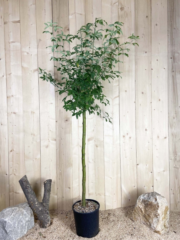 Laburnum Anagyroides Cont 15 L 1/2 Tige 6/8