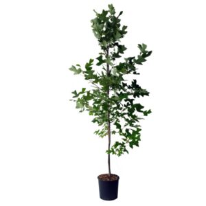 Liriodendron Tulipifera Cont 15 L 200/250