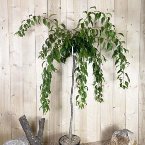 Prunus Kiku Shidare Sakura Cont 15 L 1/2 Tige 6/8