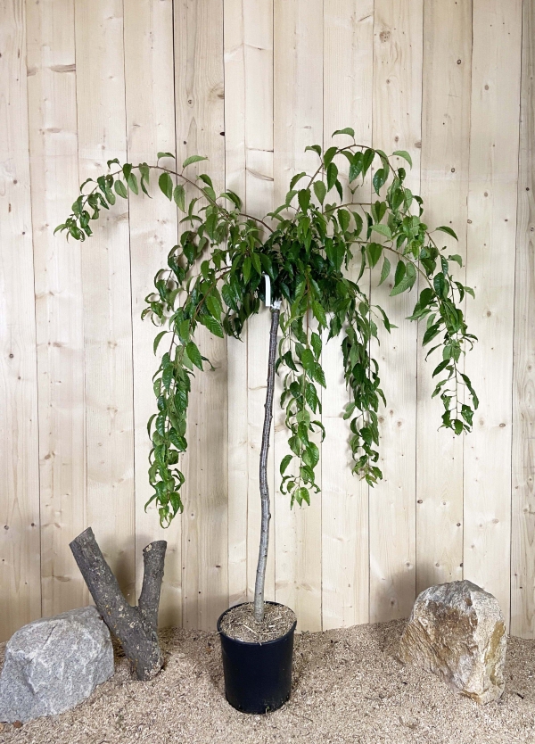 Prunus Kiku Shidare Sakura Cont 15 L 1/2 Tige 6/8