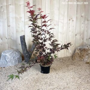 Acer Palmatum Atropurpureum Cont 3 L 40/60