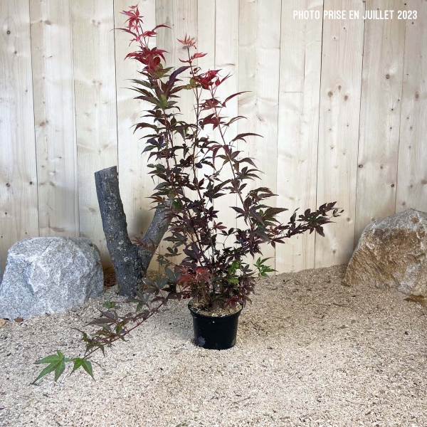 Acer Palmatum Atropurpureum Cont 3 L 40/60