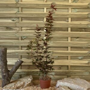 Acer Palmatum Atropurpureum Cont 3 L 60/80