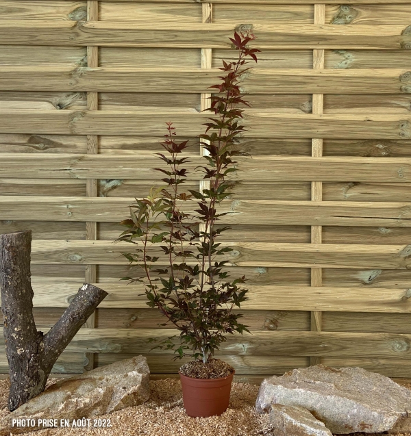 Acer Palmatum Atropurpureum Cont 3 L 60/80