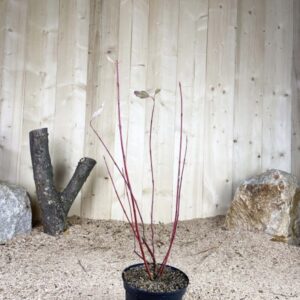 Cornus Alba Gouchaultii Cont 3 L 40/60