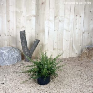 Cotoneaster Dammeri Skogholmen Cont 3 L 30/40