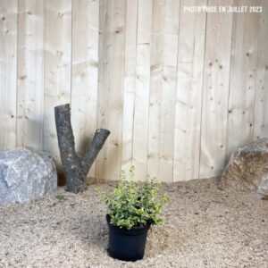 Euonymus Fortunei Emerald'N Gold Cont 3 L 20/30