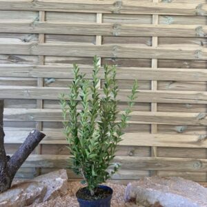 Ligustrum Ovalifolium Cont 3 L 60/80