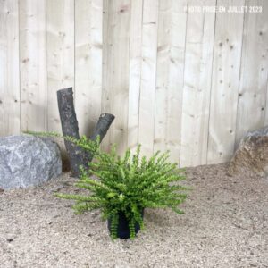 Lonicera Pileata Cont 3 L 30/40