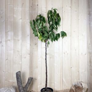 Prunus Avium Hâtif De Burlat Cont 10 L 1/2 Tige 6/8