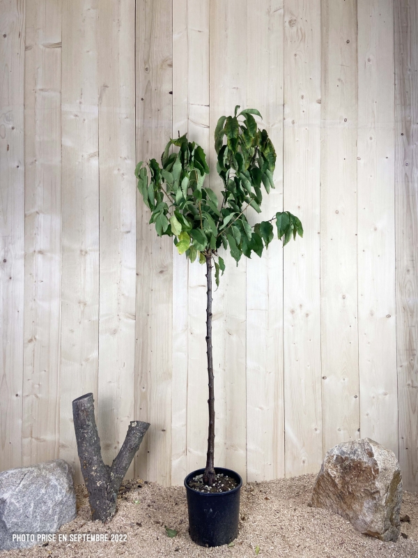 Prunus Avium Hâtif De Burlat Cont 10 L 1/2 Tige 6/8