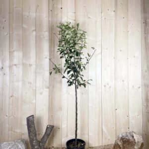 Malus Domestica Starking Cont 10 L 1/2 Tige 6/8
