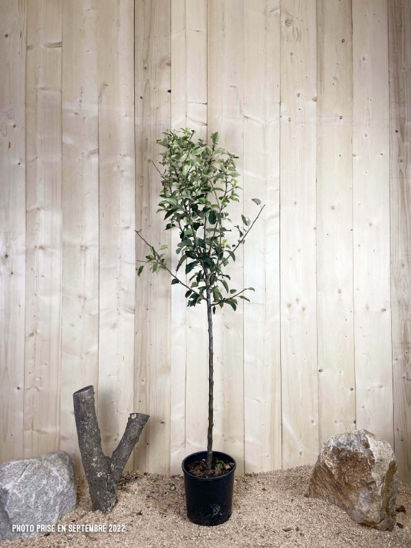 Malus Domestica Starking Cont 10 L 1/2 Tige 6/8