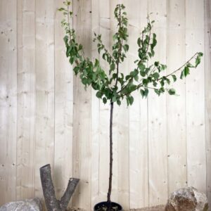 Prunus Armeniaca Luizet Cont 10 L 1/2 Tige 6/8