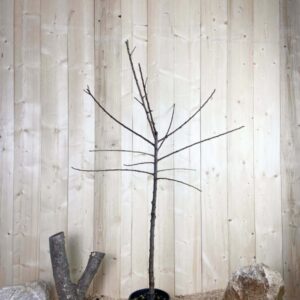 Prunus Domestica Reine Claude Doree Cont 10 L 1/2 Tige 6/8