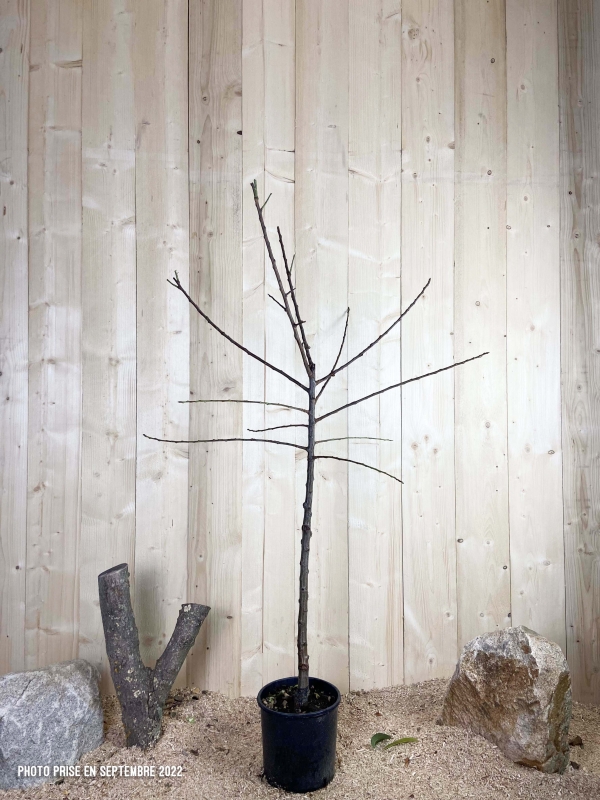 Prunus Domestica Reine Claude Doree Cont 10 L 1/2 Tige 6/8