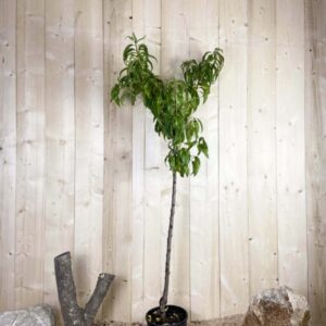 Prunus Persica Springcrest Cont 10 L 1/2 Tige 6/8