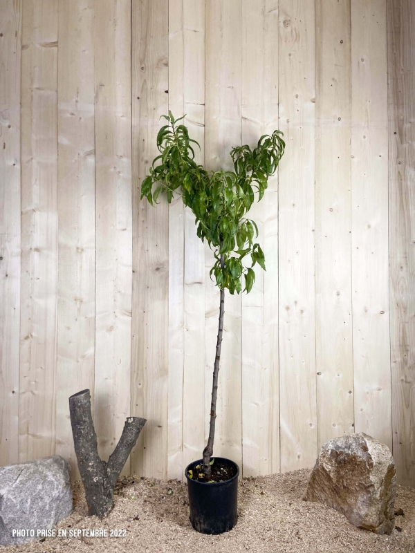 Prunus Persica Springcrest Cont 10 L 1/2 Tige 6/8