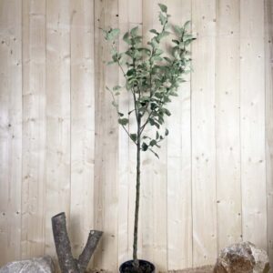 Malus Domestica Reinette Grise Du Canada Cont 10 L 1/2 Tige 6/8
