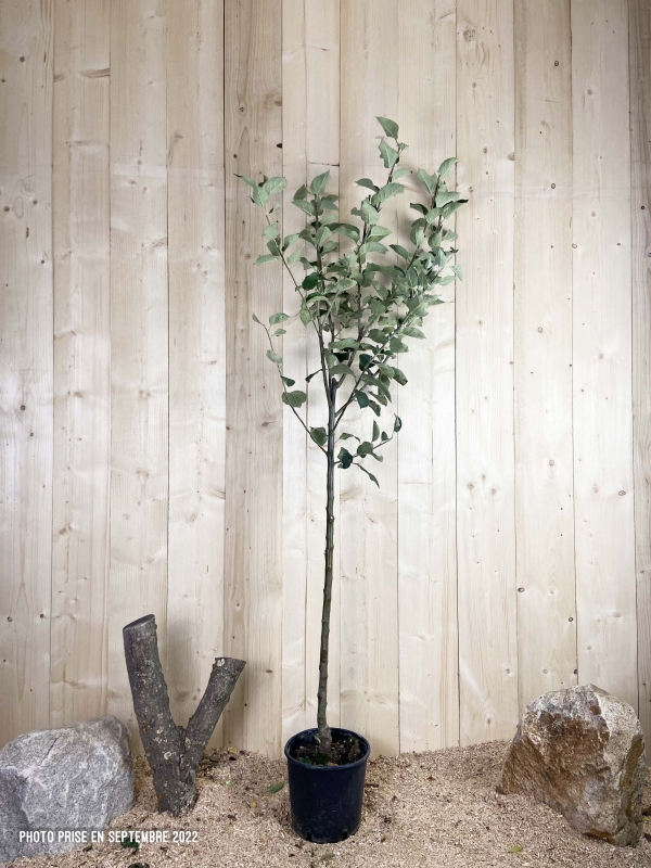 Malus Domestica Reinette Grise Du Canada Cont 10 L 1/2 Tige 6/8