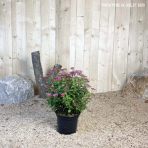 Spiraea Japonica Anthony Waterer Cont 3 L 20/30