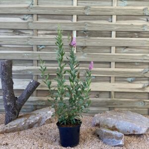 Spiraea Billardii Cont 3 L 60/80