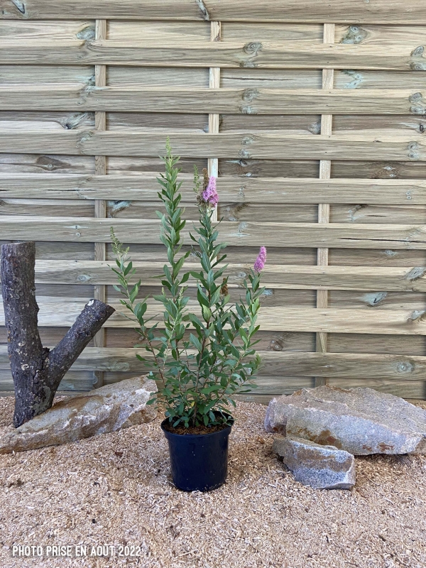 Spiraea Billardii Cont 3 L 60/80