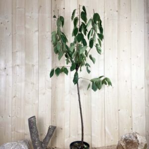 Prunus Avium Moreau Cont 10 L 1/2 Tige 6/8