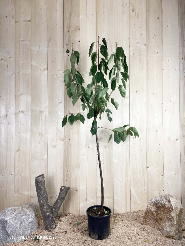 Prunus Avium Moreau Cont 10 L 1/2 Tige 6/8