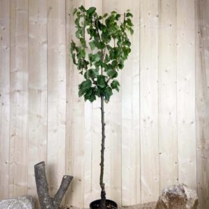 Prunus Armeniaca Polonais Cont 10 L 1/2 Tige 6/8
